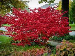 Red Chokeberry Brilliant : 2 Foot