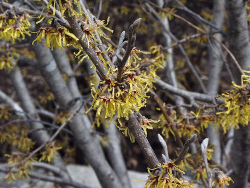 Vernal - Ozark Witchhazel : 2 Foot