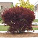 Purpleleaf Sand Cherry : 5 Foot