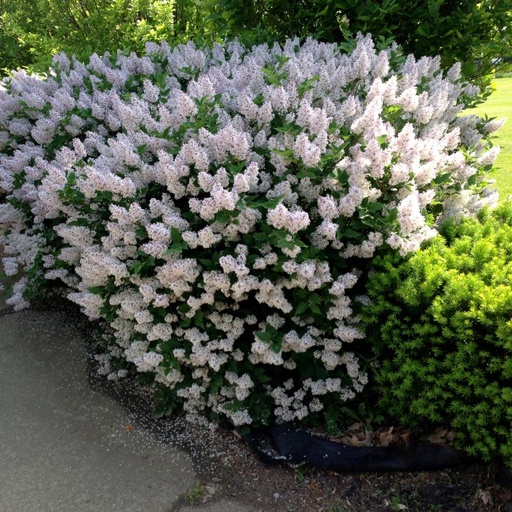 Miss Kim Lilac : 60 Inch
