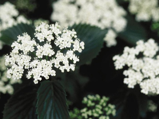 Chicago Lustre® Viburnum : 6 Foot