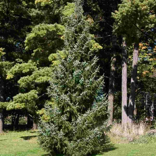 Serbian Spruce : 4 Foot