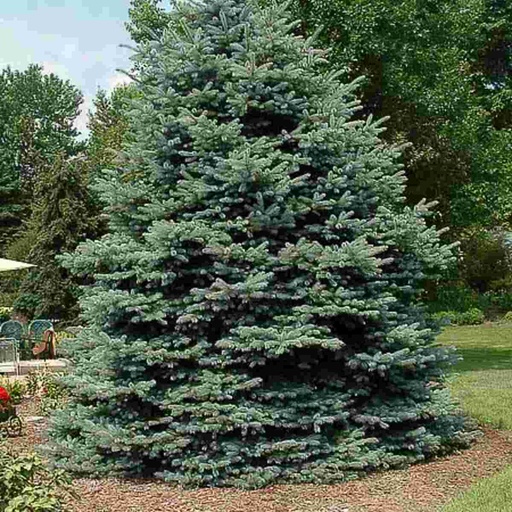 Fat Albert Spruce : 3 Foot