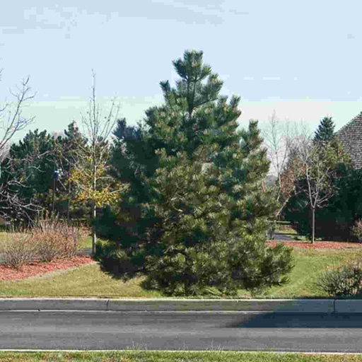 Austrian Pine : 3 Foot