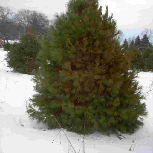 Eastern White Pine : 3 Foot