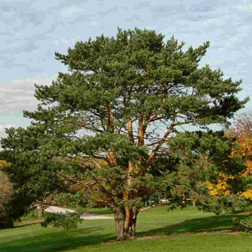 Scotch Pine : 4 Foot
