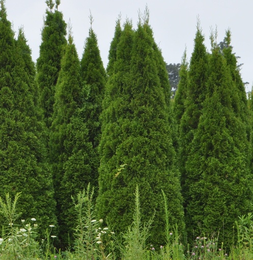 Pyramidal Arborvitae : 3 Foot