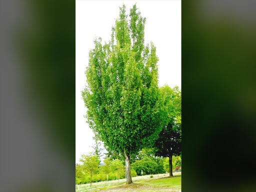 Armstrong Maple : 1.75 Inch