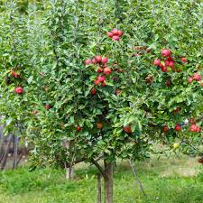 Jonathan Apple : 1.75 Inch