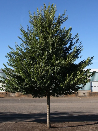 New Horizon Elm : 5 Inch