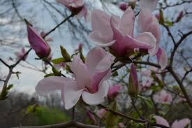 Simple Pleasures Magnolia MS : 6 Foot