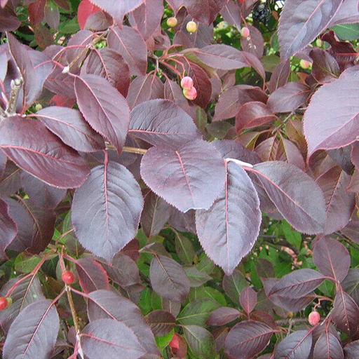 Forest Rouge Viburnum : 3 Foot