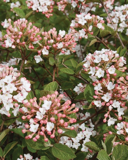 Spice Island® Viburnum : 18 Inch