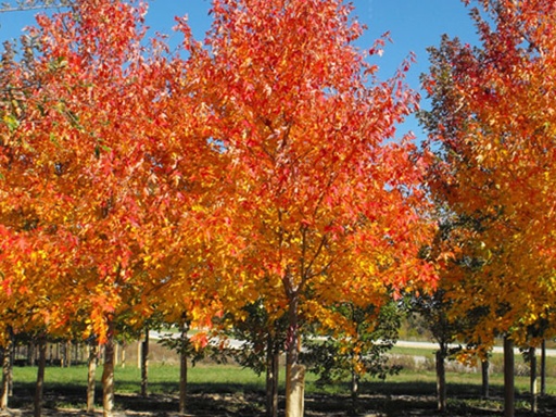 Sienna Glen Maple : 1.5 Inch