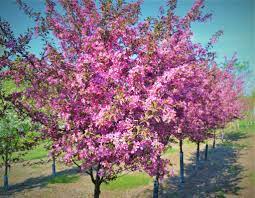 Profusion Crabapple : 1.5 Inch
