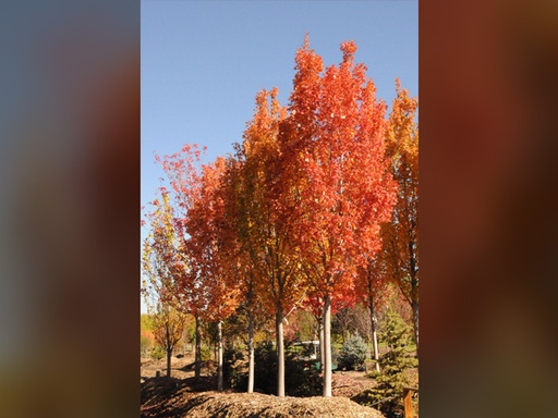 Armstrong Gold Maple : 1.5 Inch