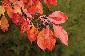 Blackgum : 1.5 Inch