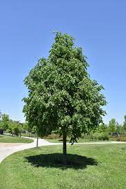 Greenspire Linden : 1.5 Inch