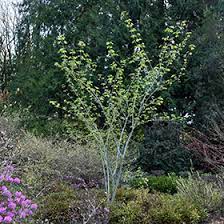 Joe Witt Maple : 1.5 Inch