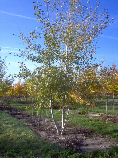 Quaking Aspen : 1.5 Inch