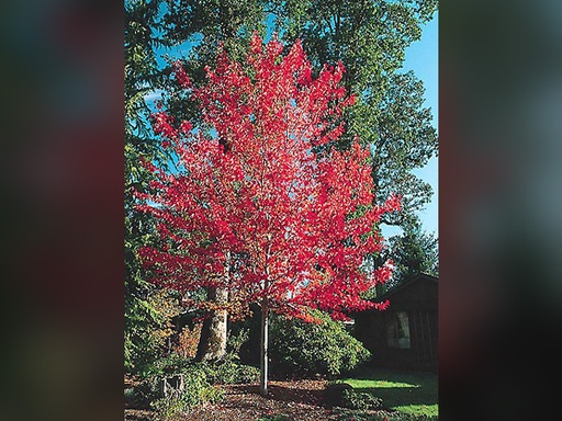 Red Sunset Maple : 1.5 Inch