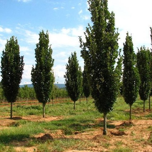 Regal Prince Oak : 1.5 Inch