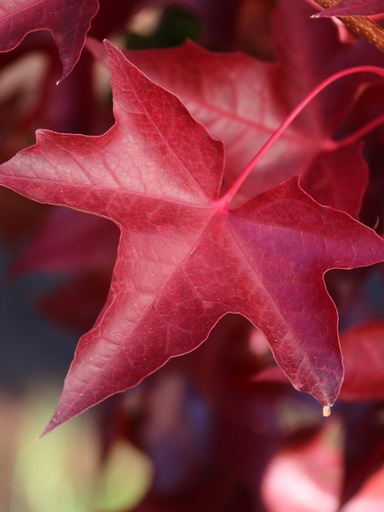 Ruby Sunset Maple : 1.5 Inch