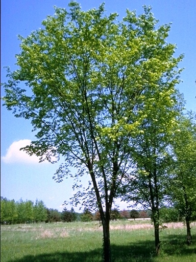 Valley Forge Elm : 1.5 Inch