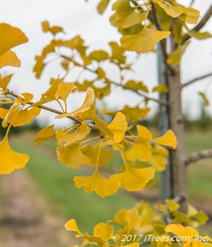 Windover Gold Ginkgo : 1.5 Inch