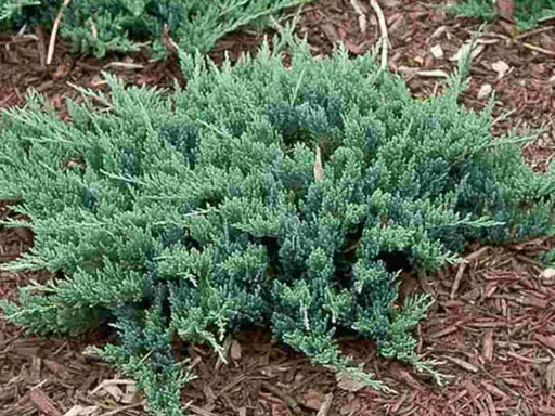Blue Chip Juniper : 3 Gallon
