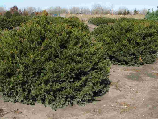 Dark Green Yew : 3 Gallon