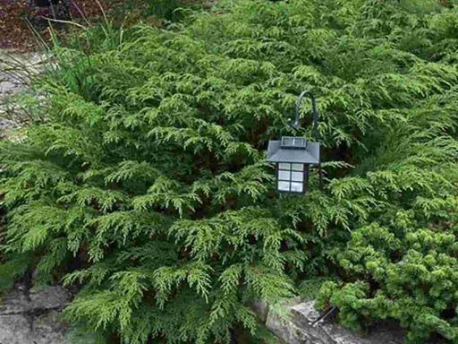 Russian Cypress : 3 Gallon