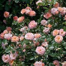 Apricot Drift Rose : 3 Gallon