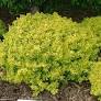 Bonanza Gold Barberry : 3 Gallon