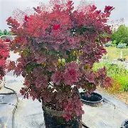 Royal Purple Smokebush : 3 Gallon