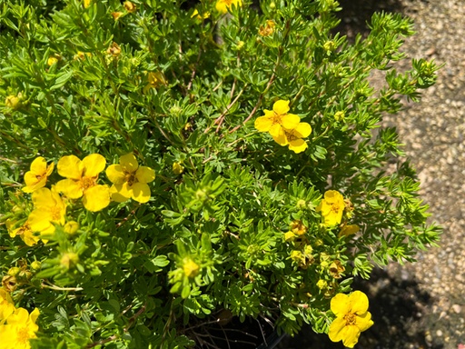 Goldfinger Potentilla : 3 Gallon