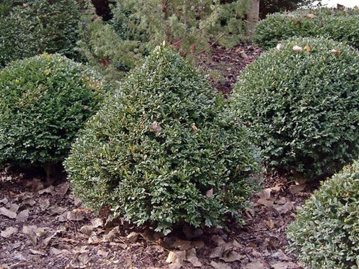Green Mountain Boxwood : 3 Gallon