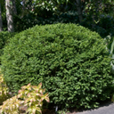 Gem Box Inkberry Holly: 3 Gallon