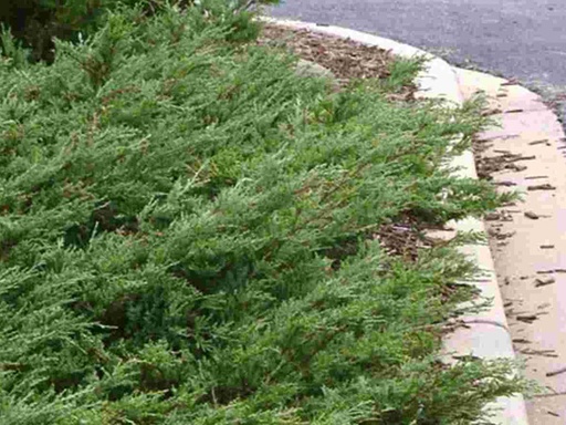 Hughes Juniper : 5 Gallon