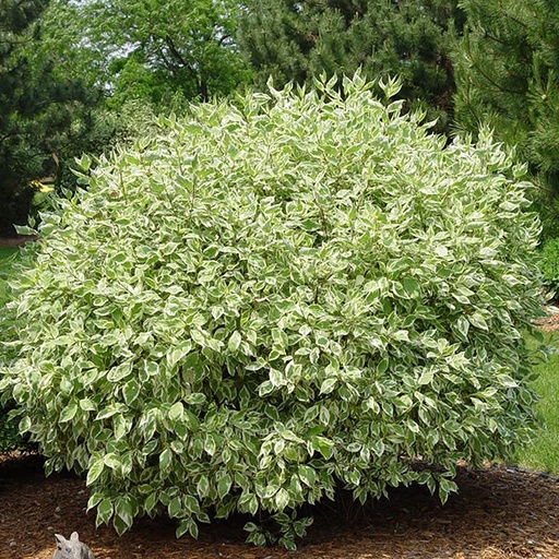 Ivory Halo Dogwood : 3 Gallon