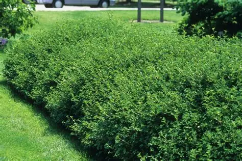 Green Mound Currant : 5 Gallon