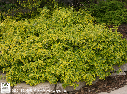 [Gold Splash Euonymus: 3 Gallon] Gold Splash Wintercreeper ® Euonymus : 3 Gallon