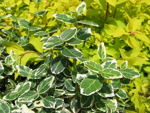 Emerald Gaiety Euonymus : 3 Gallon