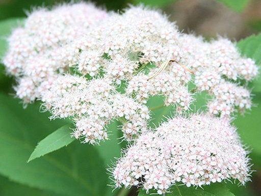 Fritsch White Spirea : 5 Gallon