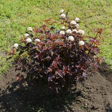 Diabolo ® Ninebark : 5 Gallon