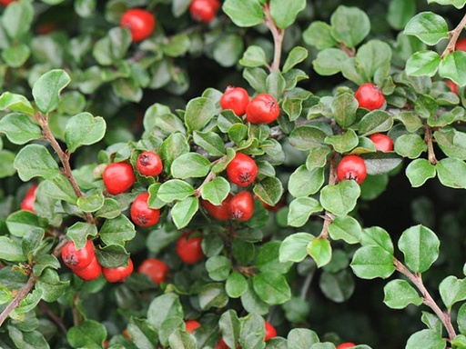 Cranberry Cotoneaster : 3 Gallon