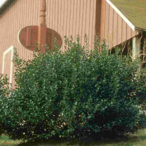 China Boy Holly : 3 Gallon