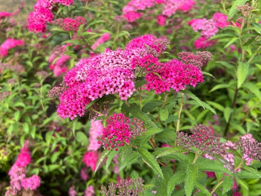 Anthony Waterer Spirea : 3 Gallon