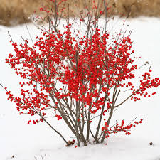 Berry Poppins ® Winterberry : 5 Gallon