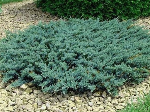 Blue Sargent Juniper : 5 Gallon